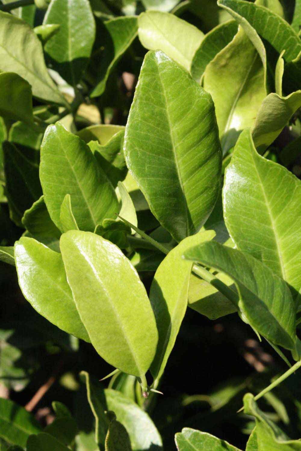              Sun leaves (Riverside, CA)       